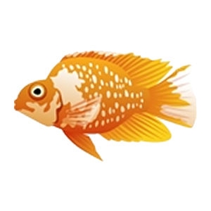 Orange Calico Parrot Cichlid